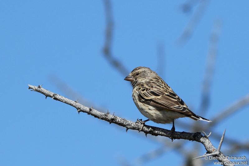 Serin à gorge noireadulte