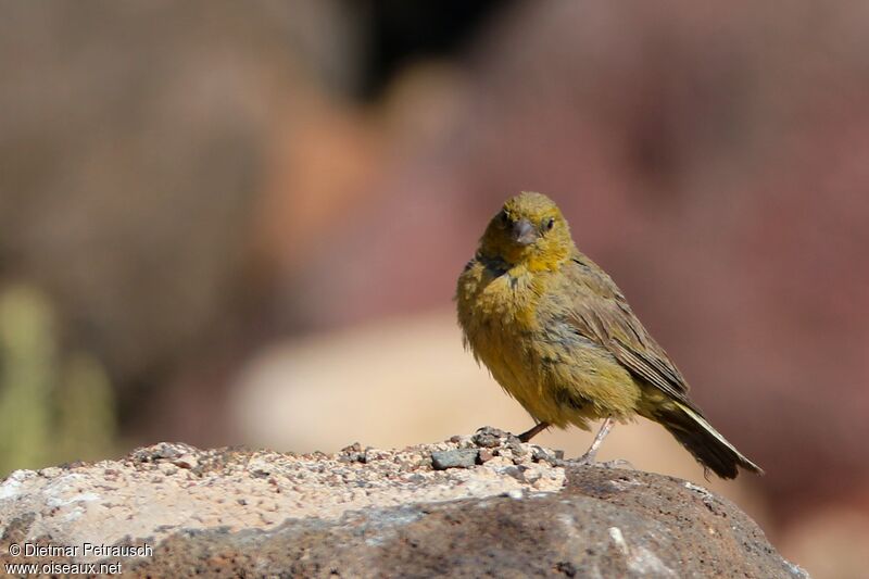 Greenish Yellow Finchadult