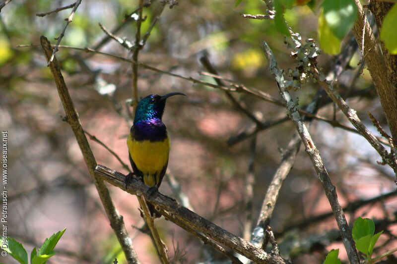 Variable Sunbird male adult