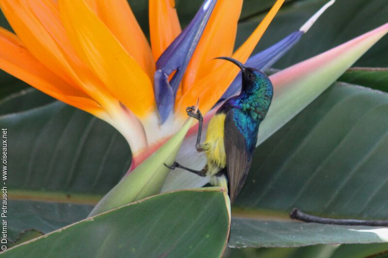 Variable Sunbird male adult