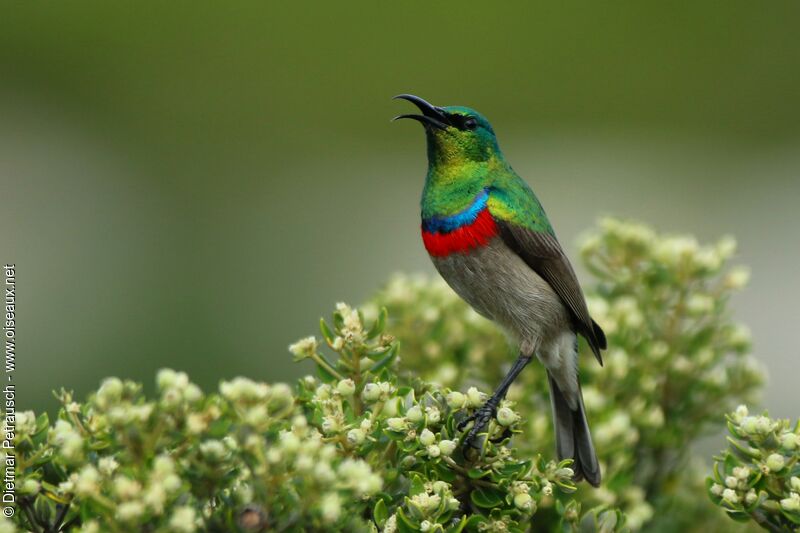 Southern Double-collared Sunbird male adult