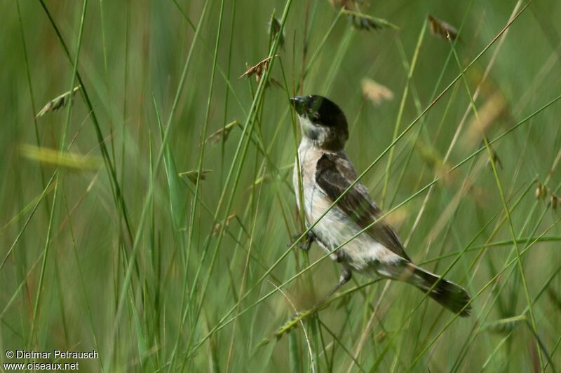 Pearly-bellied Seedeater male adult