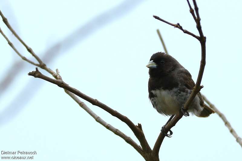 Dubois's Seedeater male adult