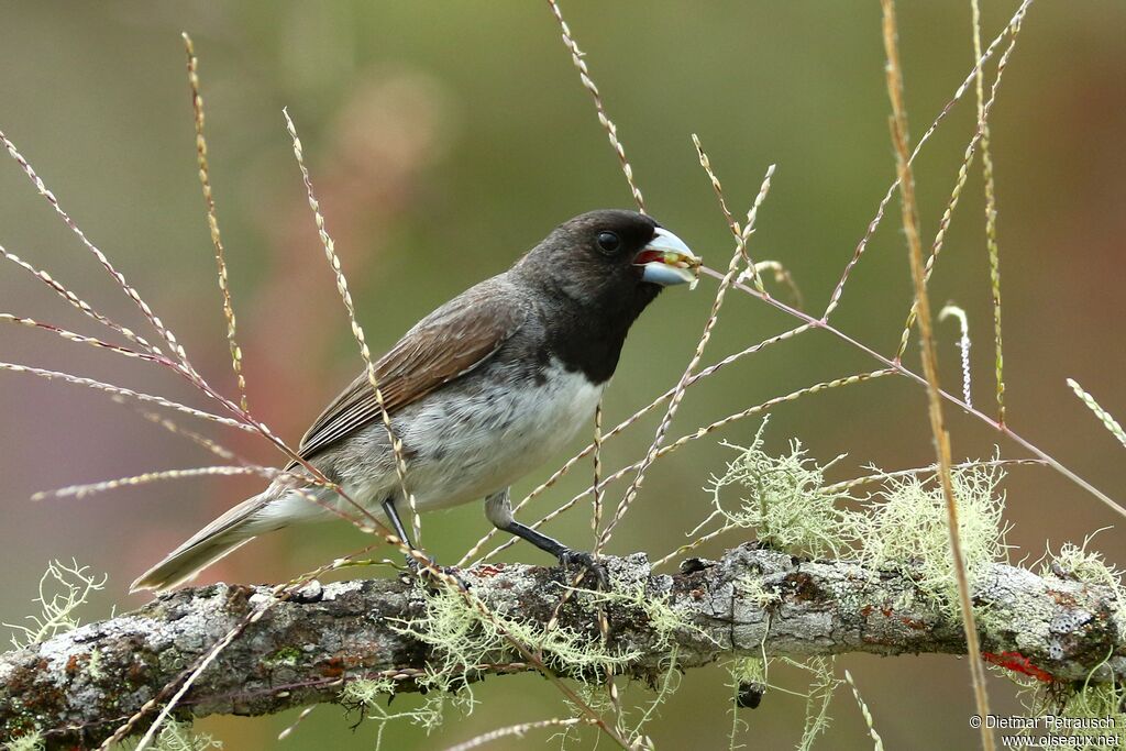 Sporophile de Dubois