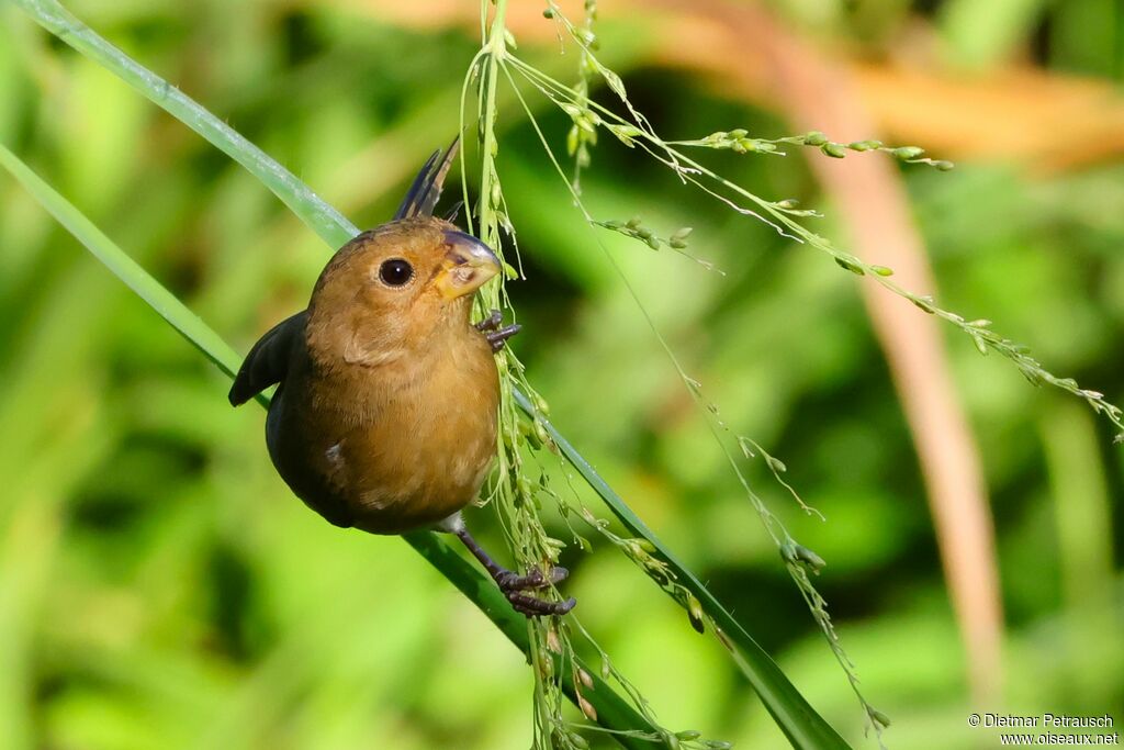Sporophile intermédiaire femelle adulte