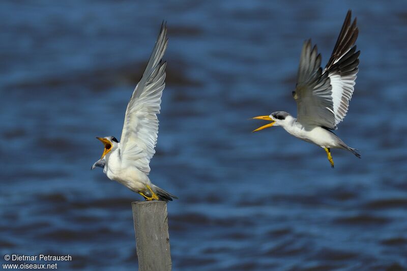 Large-billed Ternadult, Flight