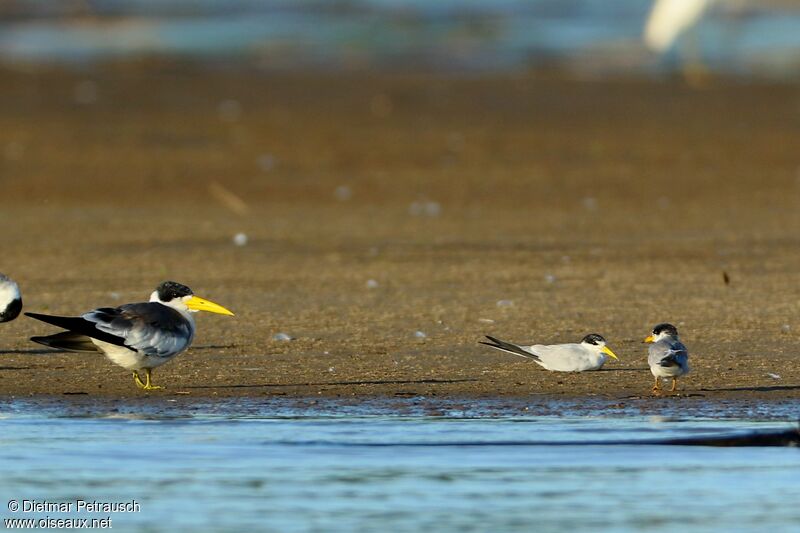 Yellow-billed Ternadult