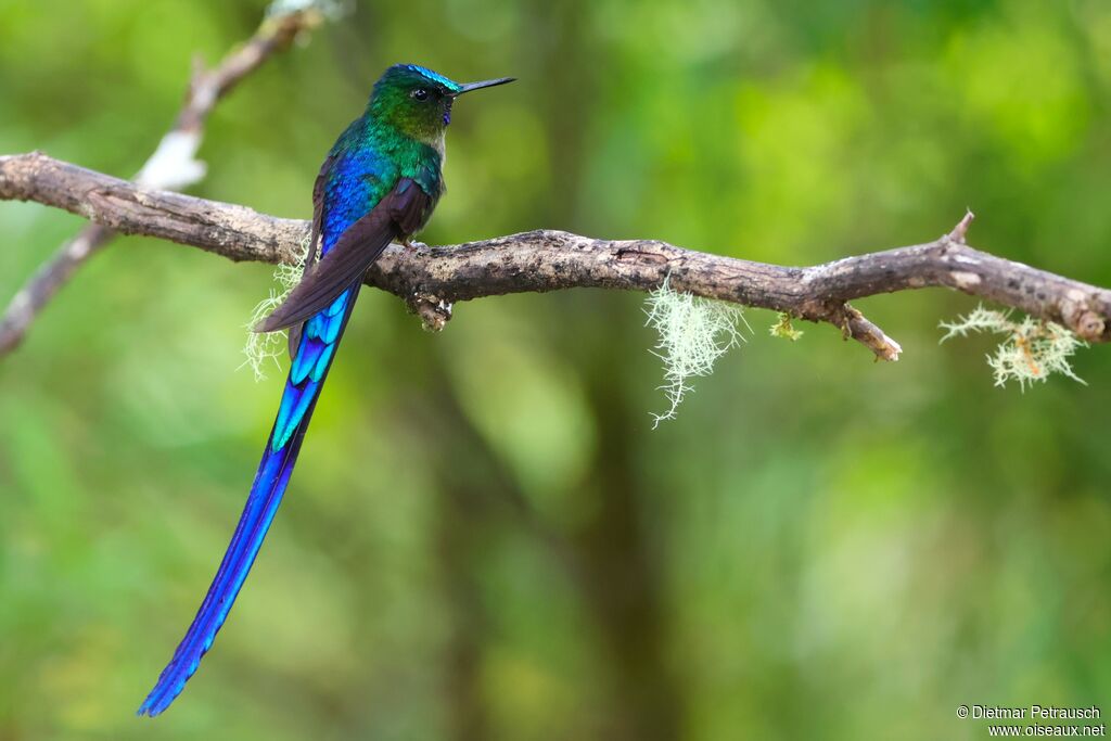 Sylphe à queue violette mâle adulte