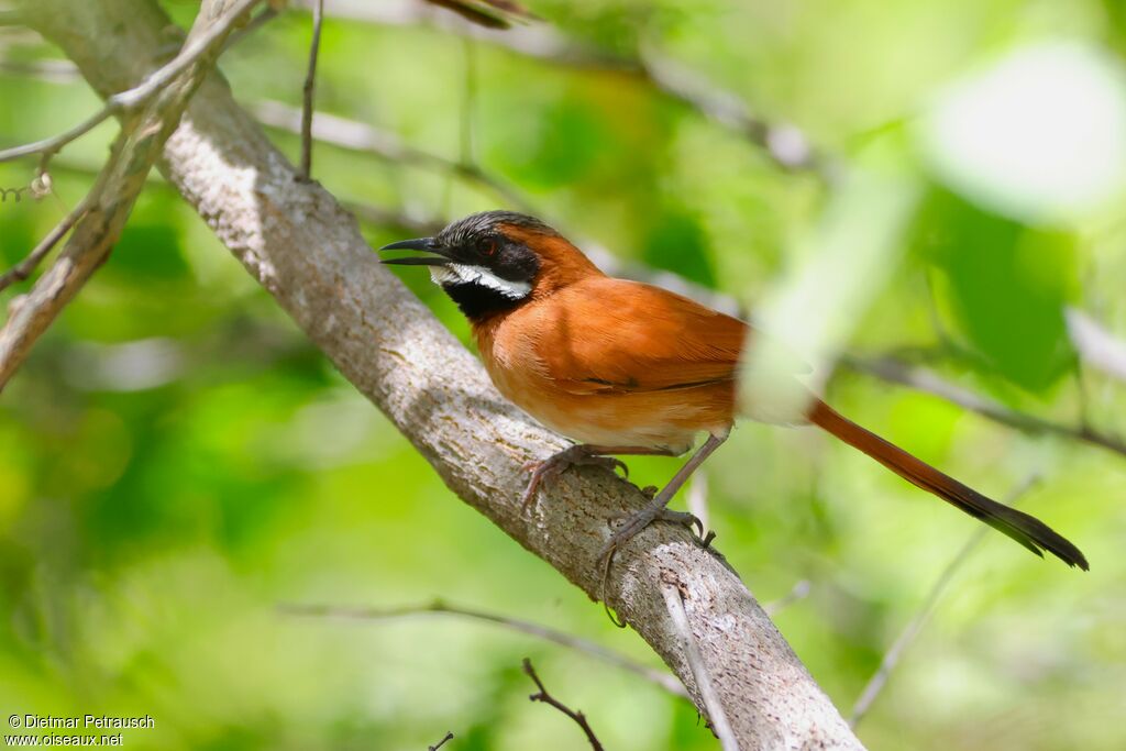 Synallaxe à moustachesadulte