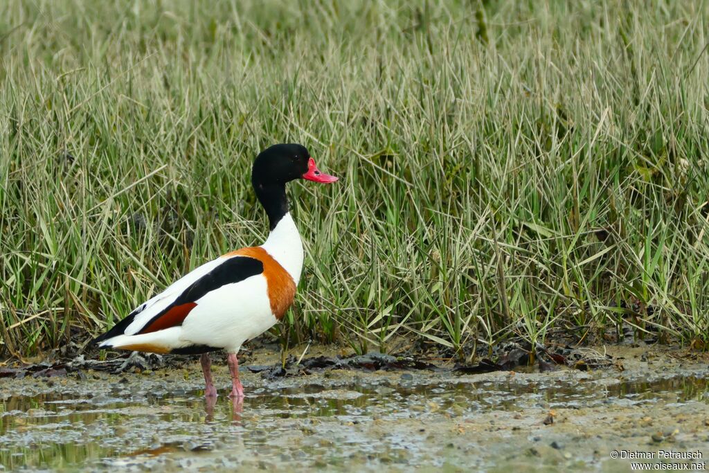 Common Shelduck