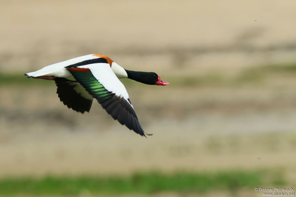 Common Shelduck