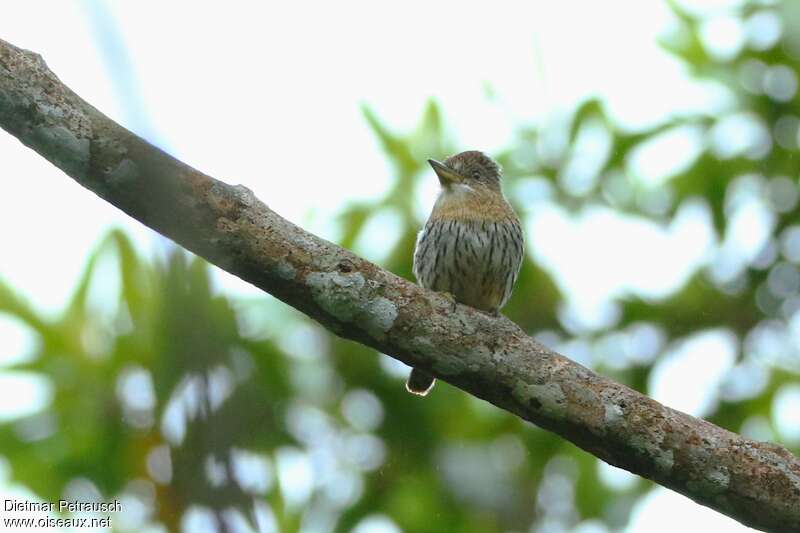 Western Striolated Puffbirdadult, close-up portrait