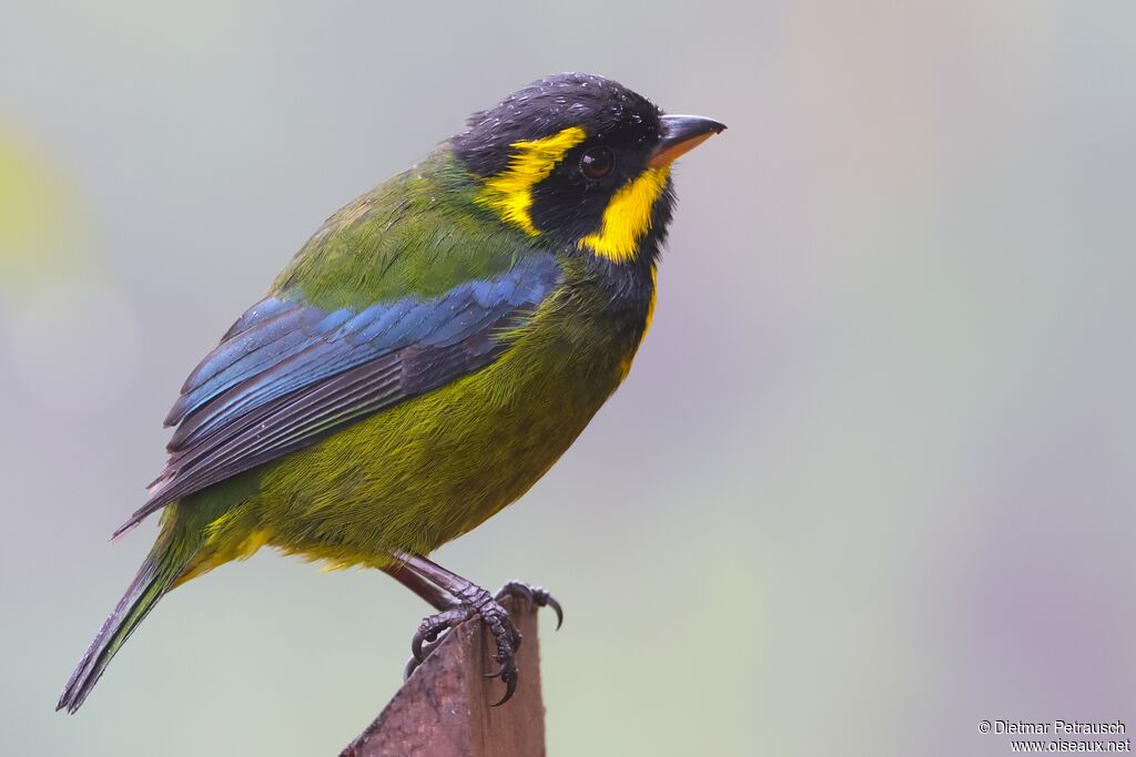 Tangara à boucles d'oradulte