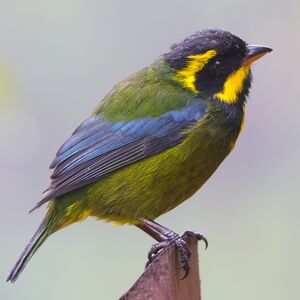 Tangara à boucles d'or