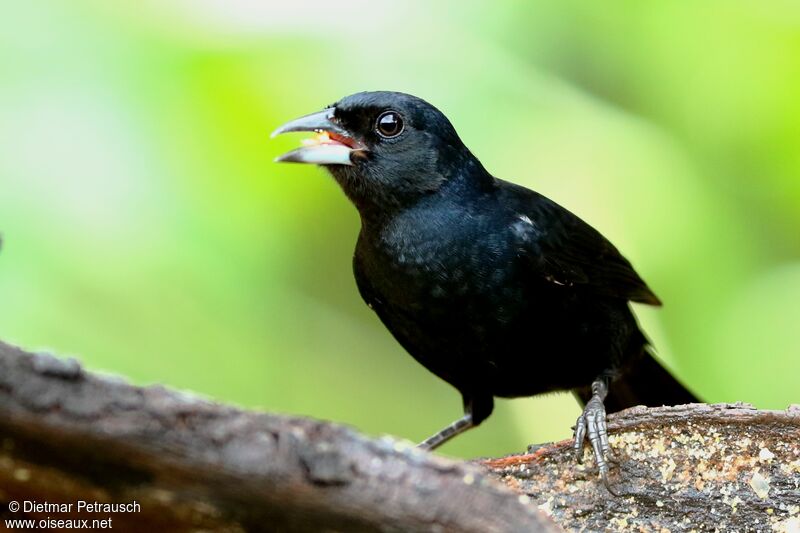 White-lined Tanager male adult