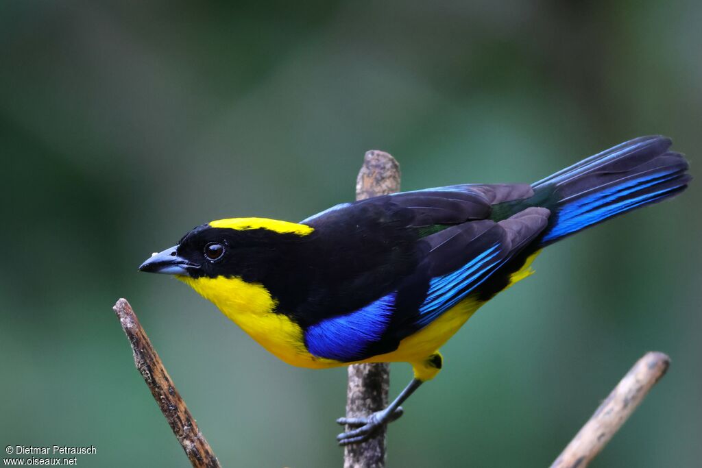 Tangara à nuque jaune