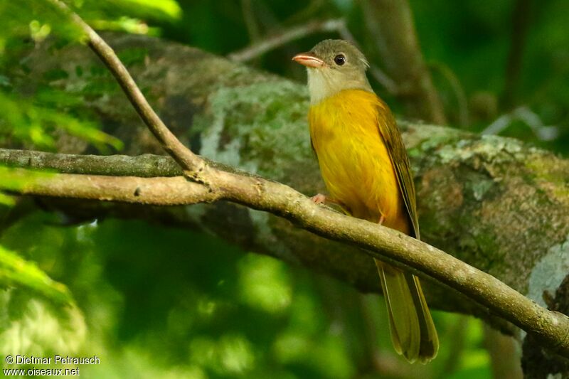 Grey-headed Tanageradult