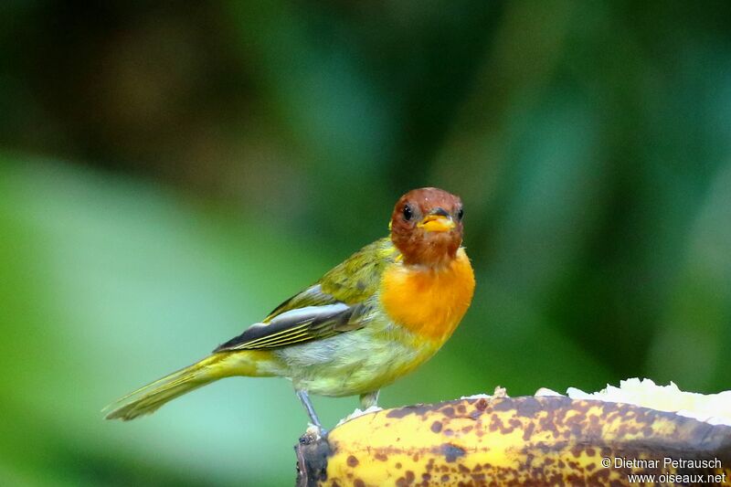 Rufous-headed Tanageradult