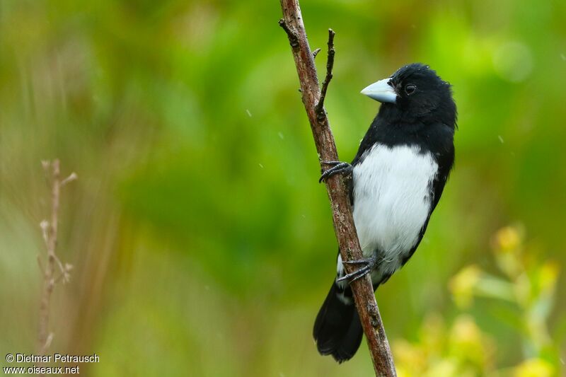 Cone-billed Tanager male adult, identification