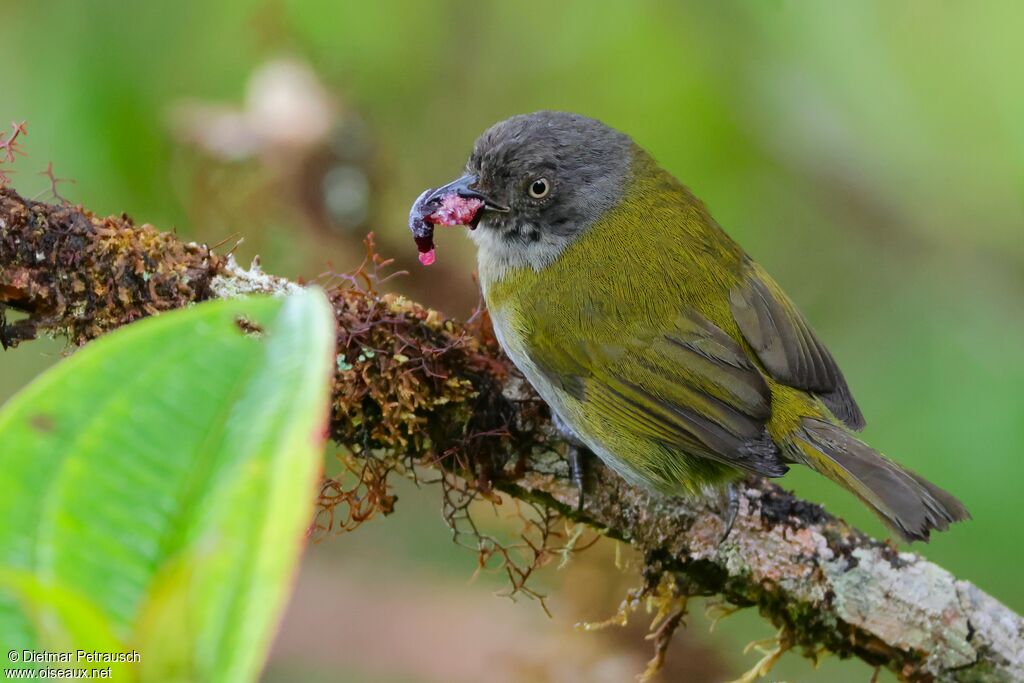 Tangara ombré - Chlorospin ombré<br />adulte, mange