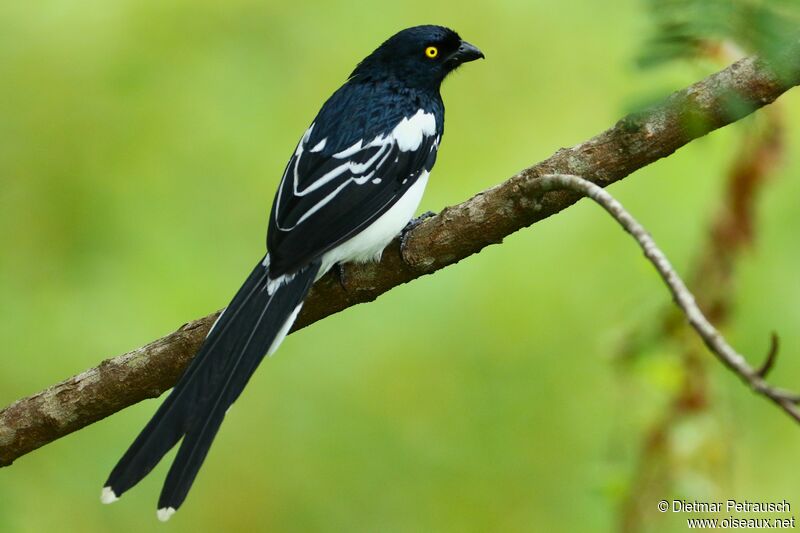 Magpie Tanageradult