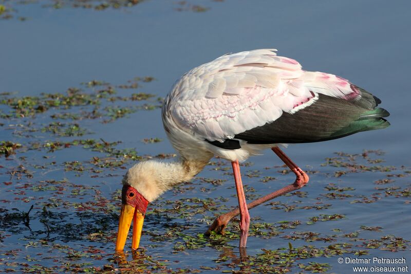 Yellow-billed Storkadult breeding