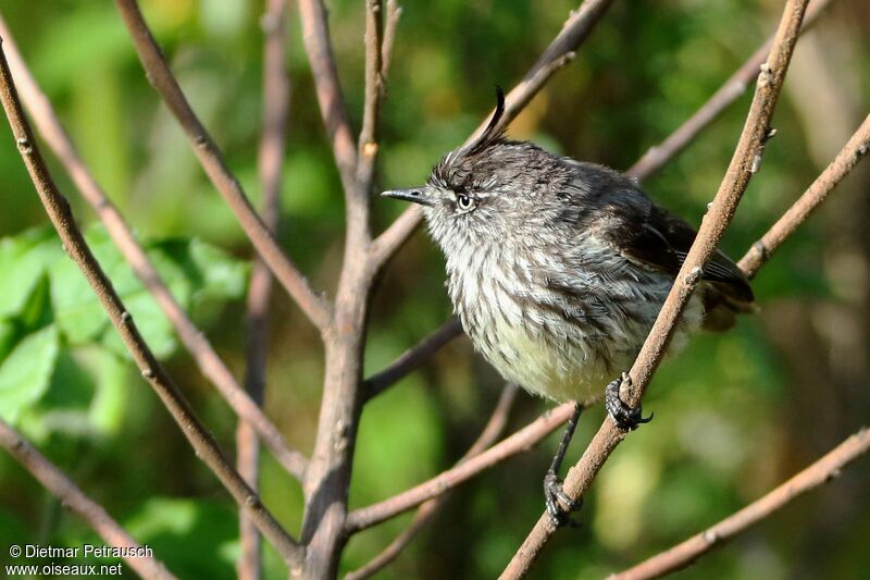 Tufted Tit-Tyrantadult