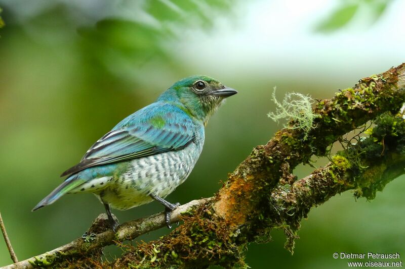 Swallow Tanager male subadult