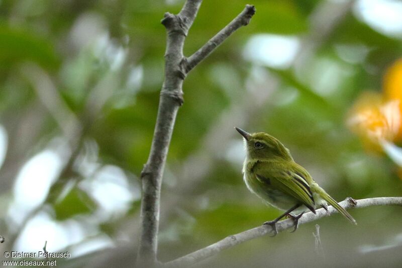 Hangnest Tody-Tyrantadult