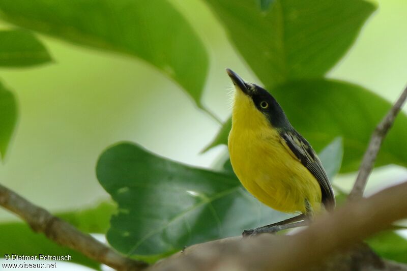 Common Tody-Flycatcheradult