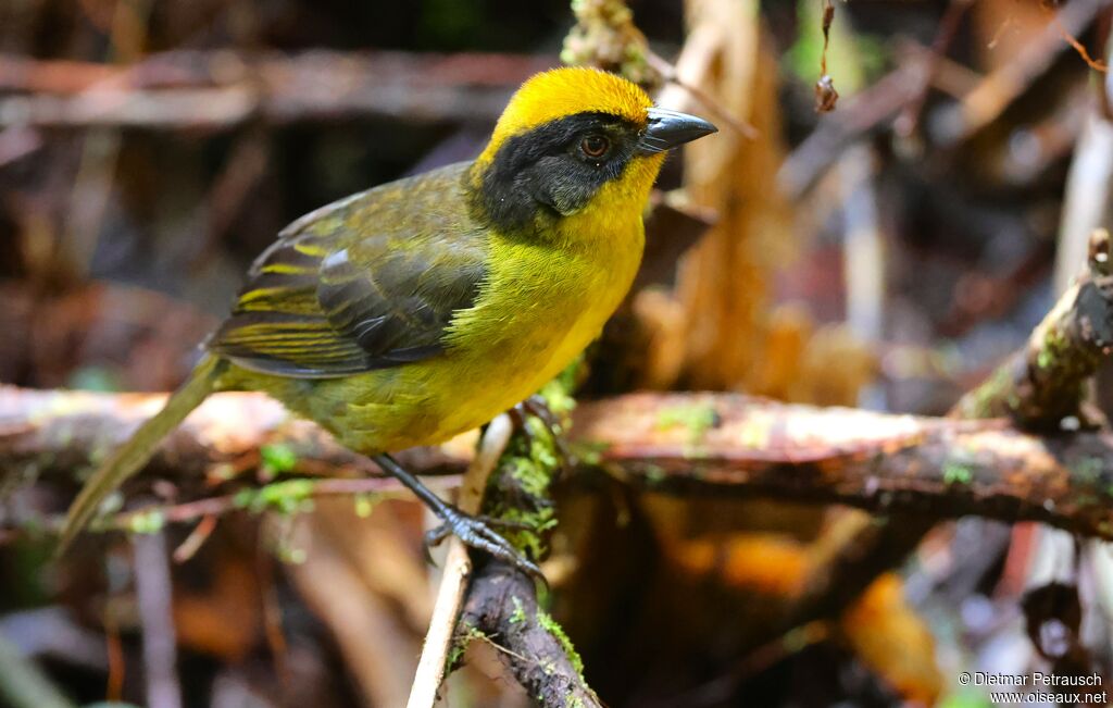 Tohi à bec fortadulte