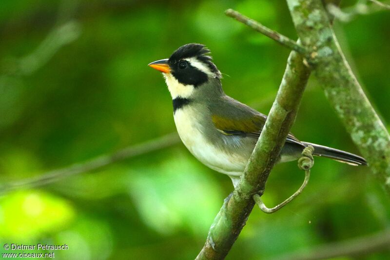 Saffron-billed Sparrowadult