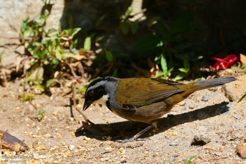 Tohi de Colombie - Tohi de Bangs<br />adulte