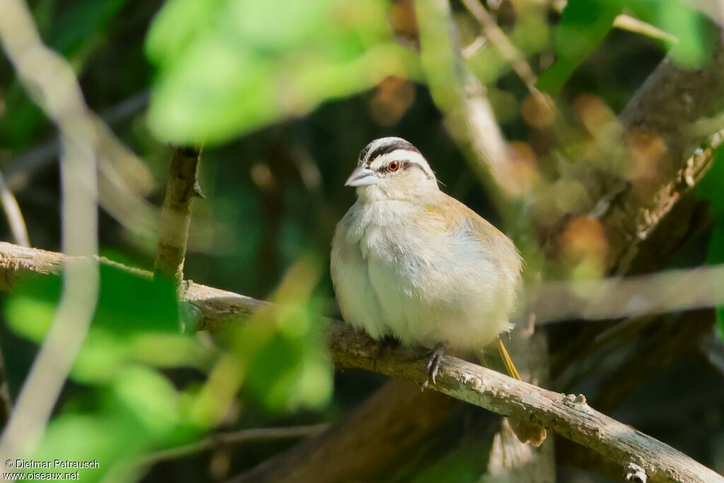 Tohi de Tocuyoadulte