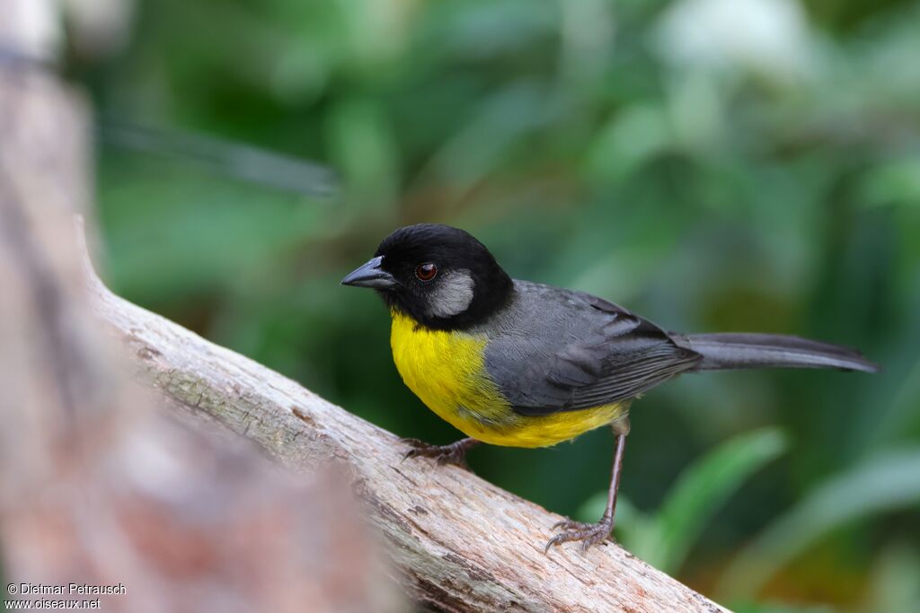 Tohi des Santa Martaadulte