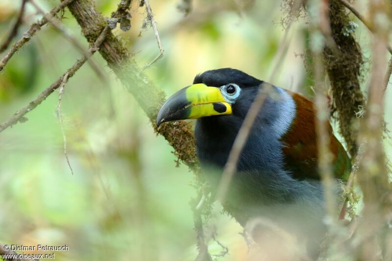 Toucan à capuchonadulte