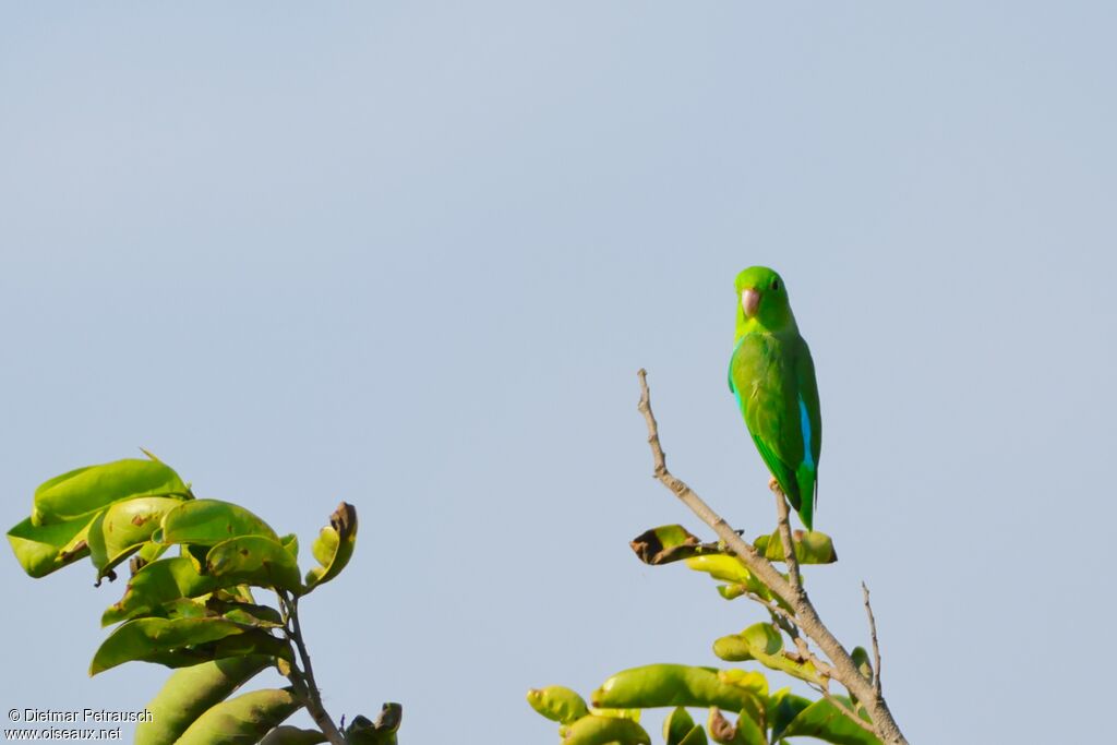 Toui de Spengeladulte