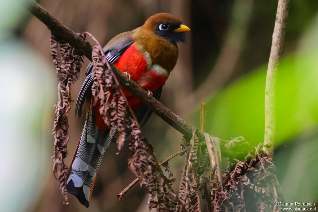 Trogon masqué femelle adulte