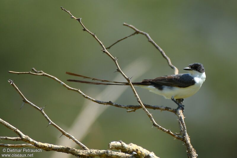 Fork-tailed Flycatcheradult