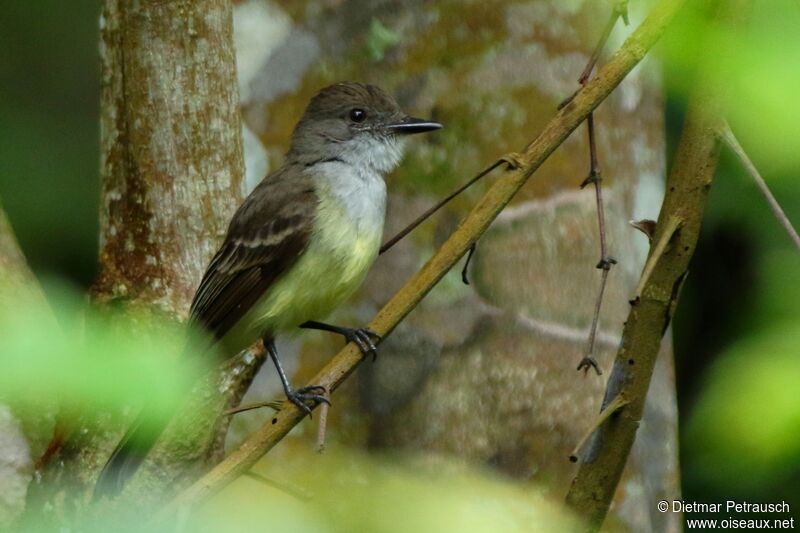 Dusky-capped Flycatcheradult