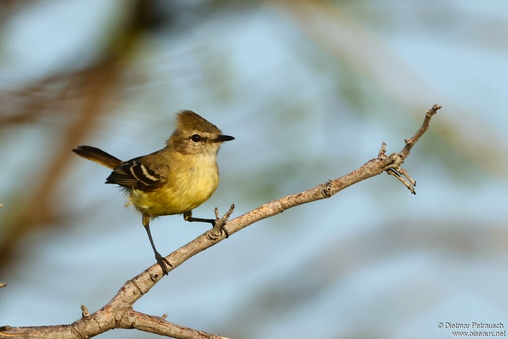 Tyranneau à bec finadulte