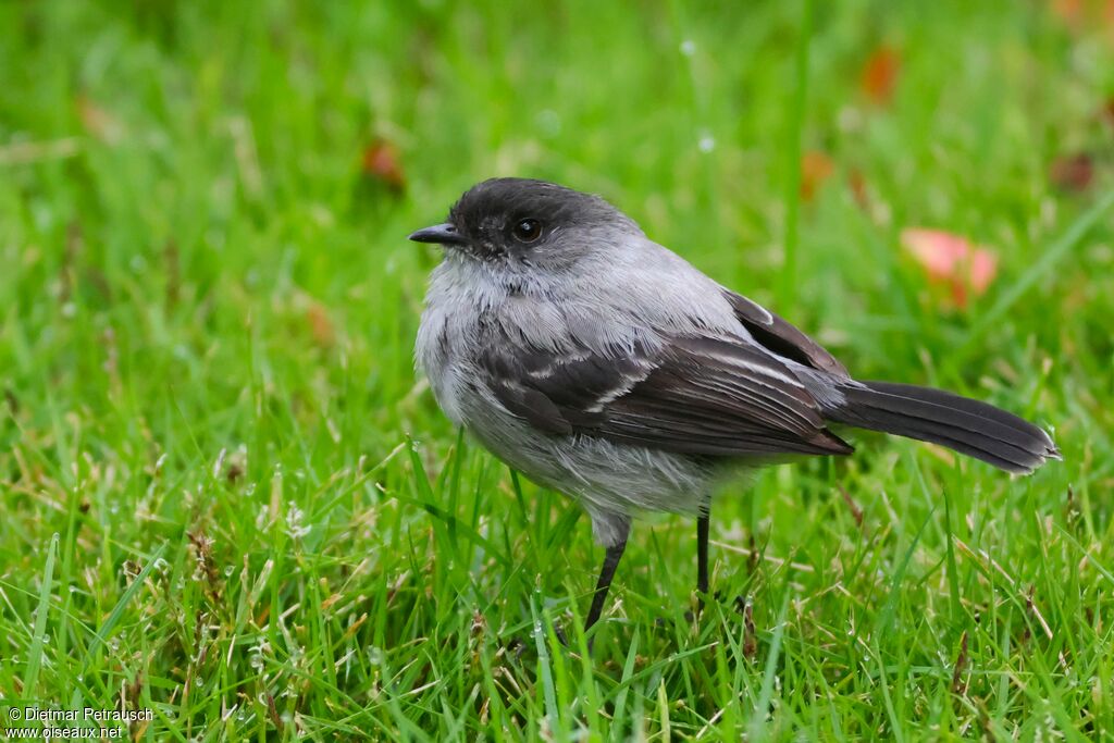 Tyranneau des torrentsadulte
