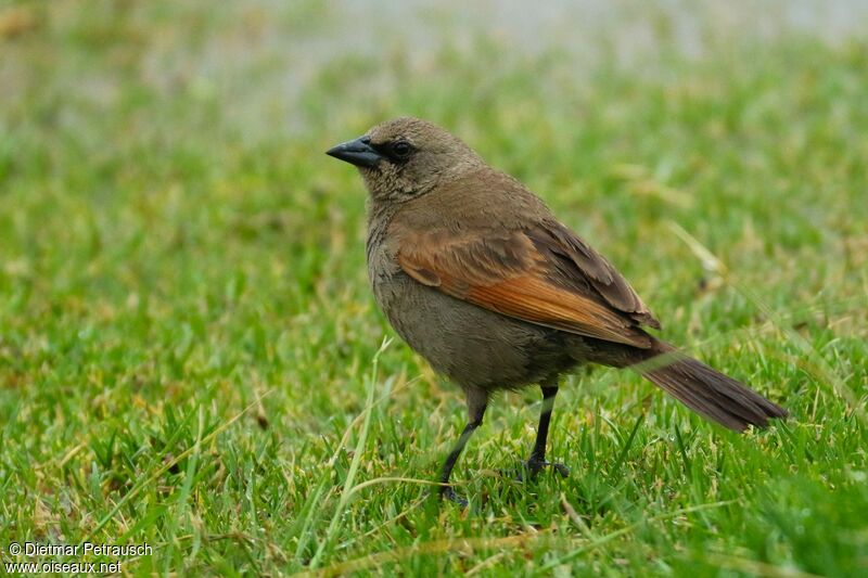 Greyish Baywingadult