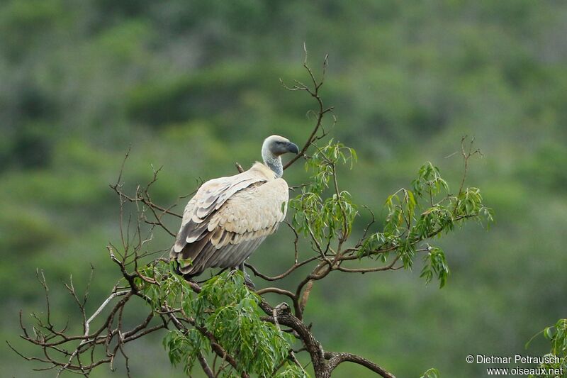 Cape Vulturesubadult