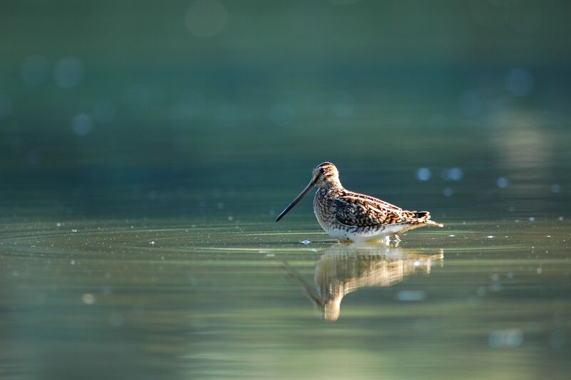 Common Snipe