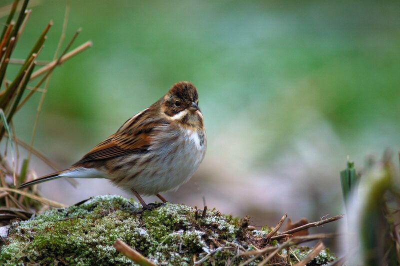 Bruant des roseaux