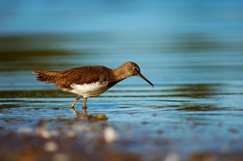 Green Sandpiper