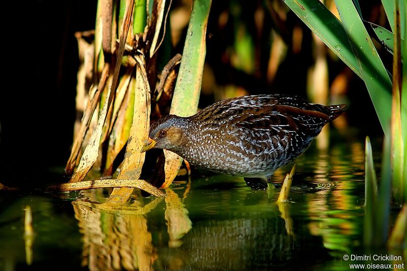 Spotted Crake