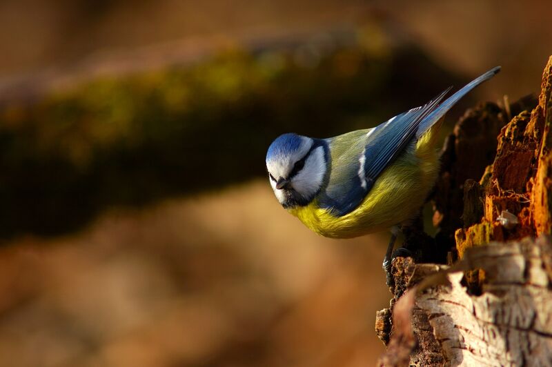 Mésange bleue