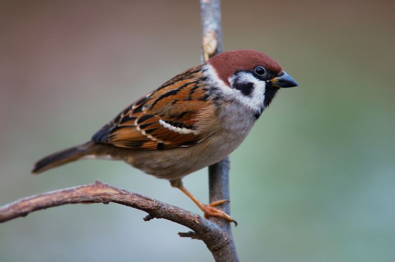 Moineau friquet